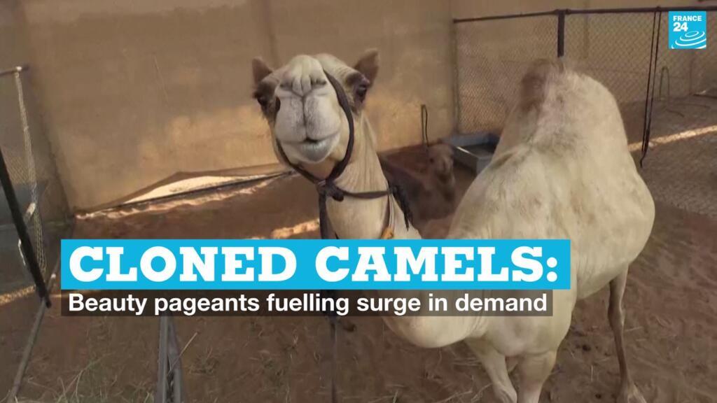 Cloned camels: Beauty pageants fuelling surge in demand